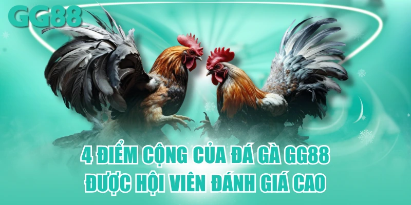 đá gà gg88