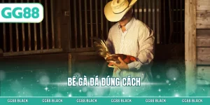 Bế Gà Đá Đúng Cách